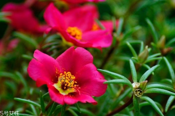 什么是半枝蓮呢 半枝蓮有什么作用呢 什么是半枝蓮呢 半枝蓮有什么作用呢