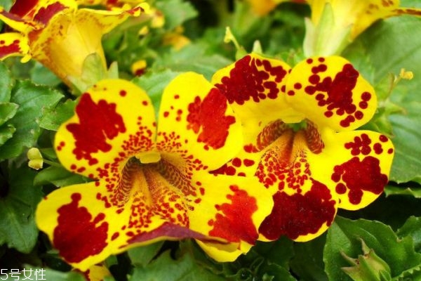 什么是猴面花呢 猴面花有什么作用呢 什么是猴面花呢 猴面花有什么作用呢