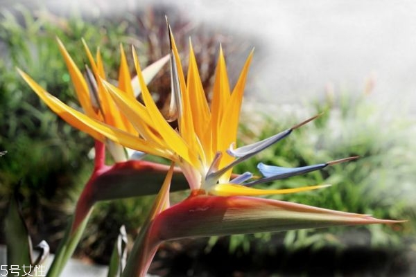 什么是鶴望蘭呢 鶴望蘭有什么作用呢 什么是鶴望蘭呢 鶴望蘭有什么作用呢