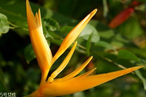 什么是鶴望蘭呢 鶴望蘭有什么作用呢 什么是鶴望蘭呢 鶴望蘭有什么作用呢