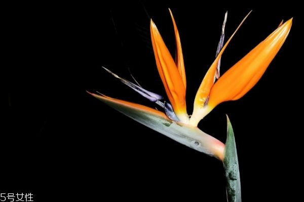 什么是鶴望蘭呢 鶴望蘭有什么作用呢 什么是鶴望蘭呢 鶴望蘭有什么作用呢