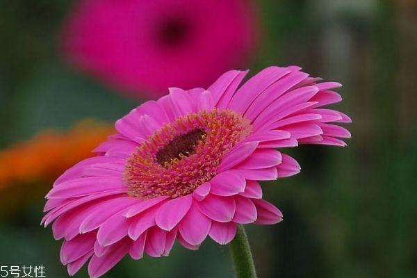 什么是扶郎花呢 扶郎花有什么作用呢 什么是扶郎花呢 扶郎花有什么作用呢