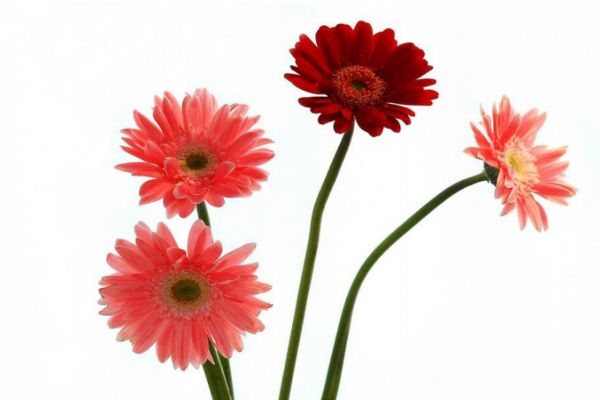 什么是扶郎花呢 扶郎花有什么作用呢 什么是扶郎花呢 扶郎花有什么作用呢