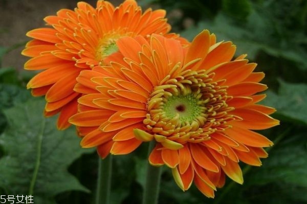 什么是扶郎花呢 扶郎花有什么作用呢 什么是扶郎花呢 扶郎花有什么作用呢