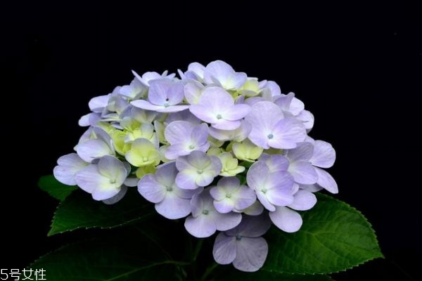 什么是繡球花呢 繡球花有什么作用呢 什么是繡球花呢 繡球花有什么作用呢