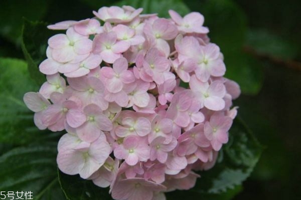 什么是繡球花呢 繡球花有什么作用呢 什么是繡球花呢 繡球花有什么作用呢