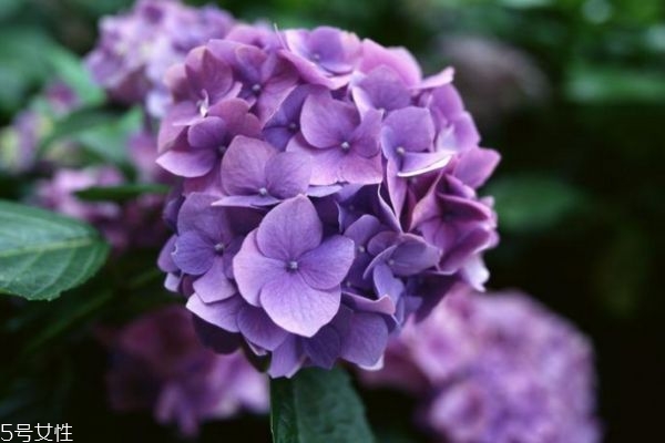 繡球花的花語(yǔ)是什么呢 繡球花一共有幾種顏色呢 繡球花的花語(yǔ)是什么呢 繡球花一共有幾種顏色呢