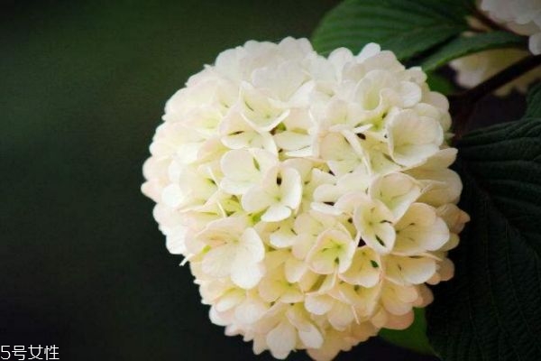 繡球花的花語(yǔ)是什么呢 繡球花一共有幾種顏色呢 繡球花的花語(yǔ)是什么呢 繡球花一共有幾種顏色呢