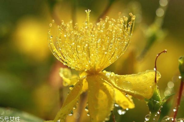 什么是金絲梅呢 金絲梅有什么作用呢 什么是金絲梅呢 金絲梅有什么作用呢