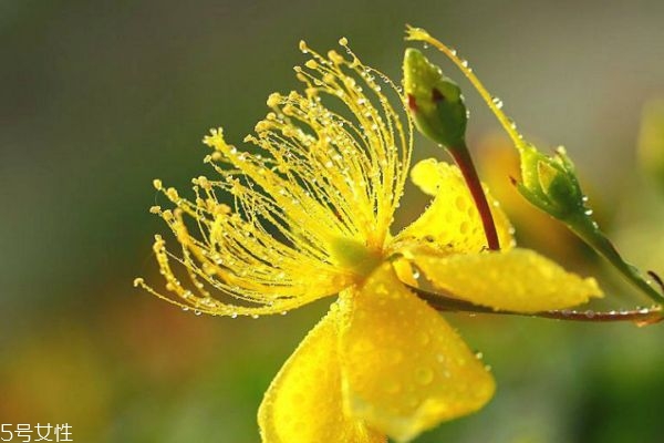 什么是金絲梅呢 金絲梅有什么作用呢 什么是金絲梅呢 金絲梅有什么作用呢
