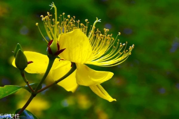 什么是金絲梅呢 金絲梅有什么作用呢 什么是金絲梅呢 金絲梅有什么作用呢