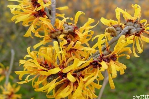 什么是金縷梅呢 金縷梅有什么作用呢 什么是金縷梅呢 金縷梅有什么作用呢