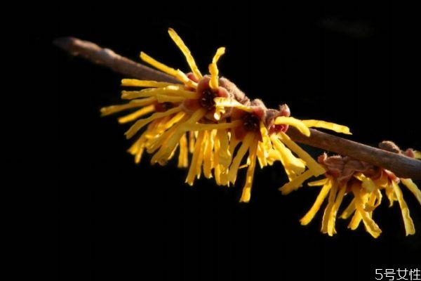 金縷梅花語是什么呢 金縷梅的花期怎么樣的呢 金縷梅花語是什么呢 金縷梅的花期怎么樣的呢