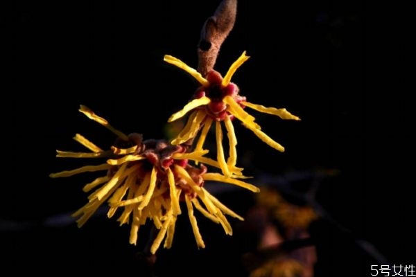 金縷梅花語是什么呢 金縷梅的花期怎么樣的呢 金縷梅花語是什么呢 金縷梅的花期怎么樣的呢