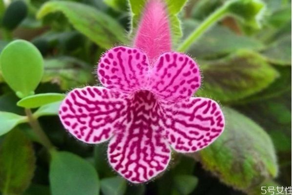 什么是大巖桐呢 大巖桐有什么作用呢 什么是大巖桐呢 大巖桐有什么作用呢