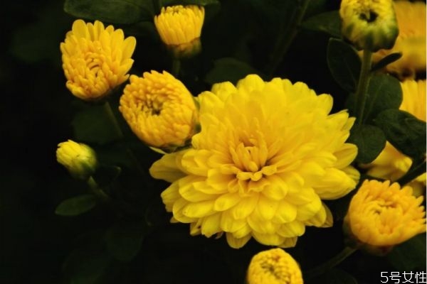 什么是大理菊呢 大理菊有什么作用呢 什么是大理菊呢 大理菊有什么作用呢