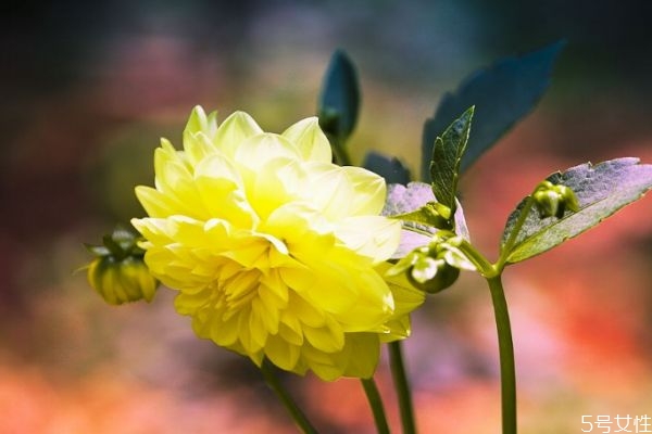什么是大理菊呢 大理菊有什么作用呢 什么是大理菊呢 大理菊有什么作用呢