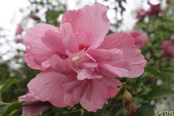 什么是木槿花呢 木槿花有什么作用呢 什么是木槿花呢 木槿花有什么作用呢