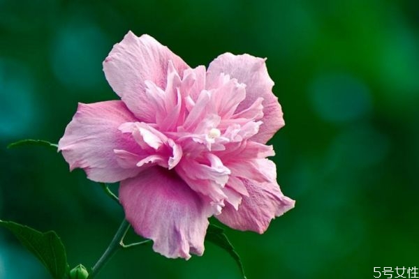 什么是木槿花呢 木槿花有什么作用呢 什么是木槿花呢 木槿花有什么作用呢