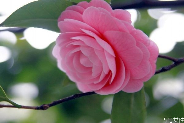 什么是山茶花呢 山茶花有什么作用呢 什么是山茶花呢 山茶花有什么作用呢