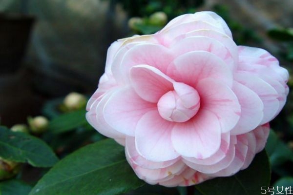 什么是山茶花呢 山茶花有什么作用呢 什么是山茶花呢 山茶花有什么作用呢