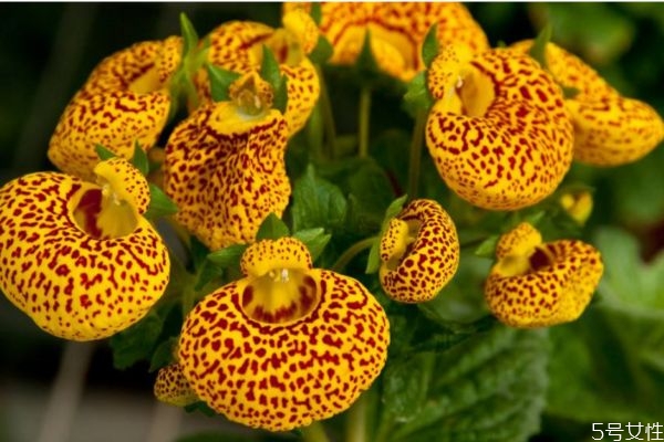 什么是蒲包花呢 蒲包花有什么作用呢 什么是蒲包花呢 蒲包花有什么作用呢