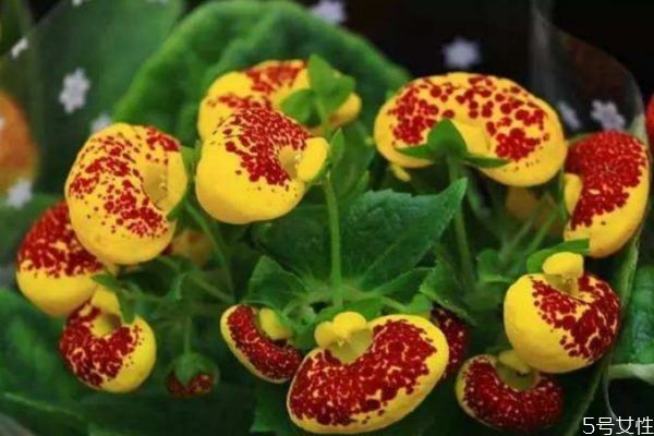 什么是蒲包花呢 蒲包花有什么作用呢 什么是蒲包花呢 蒲包花有什么作用呢