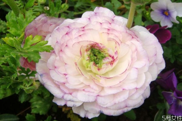 什么是花毛茛呢 花毛茛有什么作用呢 什么是花毛茛呢 花毛茛有什么作用呢