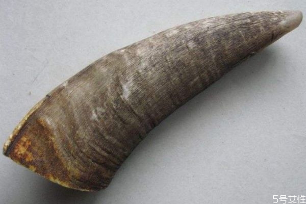 山羊角有什么營養(yǎng)價值呢 山羊角有什么作用呢 山羊角有什么營養(yǎng)價值呢 山羊角有什么作用呢