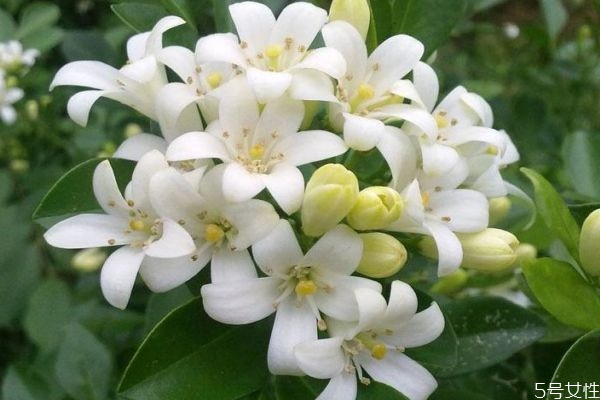 晚香玉的花語是什么呢 晚香玉有味道嗎 晚香玉的花語是什么呢 晚香玉有味道嗎