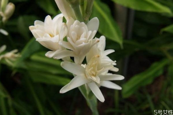 晚香玉的花語是什么呢 晚香玉有味道嗎 晚香玉的花語是什么呢 晚香玉有味道嗎