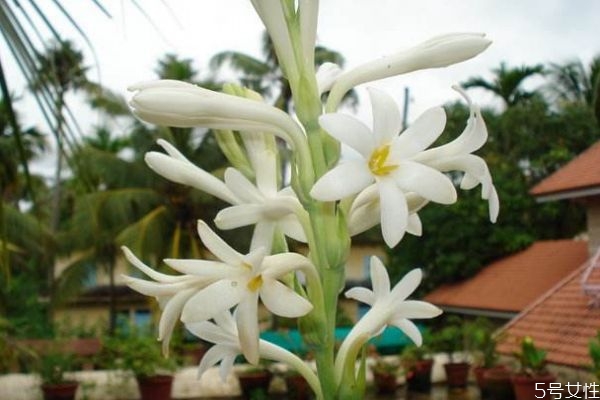 晚香玉的花語是什么呢 晚香玉有味道嗎 晚香玉的花語是什么呢 晚香玉有味道嗎