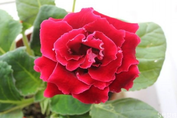 大巖桐的花語(yǔ)是什么呢 大巖桐的種植注意有什么呢 大巖桐的花語(yǔ)是什么呢 大巖桐的種植注意有什么呢