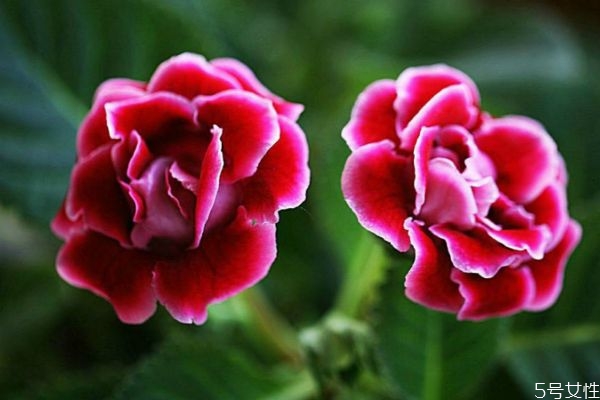 大巖桐的花語(yǔ)是什么呢 大巖桐的種植注意有什么呢 大巖桐的花語(yǔ)是什么呢 大巖桐的種植注意有什么呢