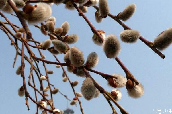 銀芽柳的花語是什么呢 銀芽柳的花期是什么時候呢 銀芽柳的花語是什么呢 銀芽柳的花期是什么時候呢