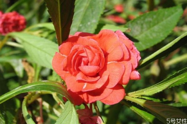 什么是鳳仙花呢 鳳仙花有什么作用呢 什么是鳳仙花呢 鳳仙花有什么作用呢