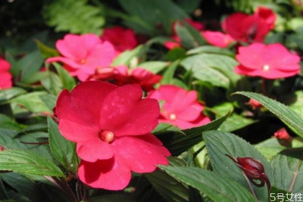 什么是鳳仙花呢 鳳仙花有什么作用呢 什么是鳳仙花呢 鳳仙花有什么作用呢