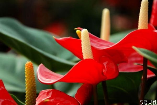 紅掌的花語是什么呢 紅掌的種植應該注意什么呢 紅掌的花語是什么呢 紅掌的種植應該注意什么呢
