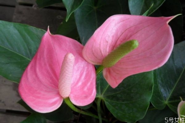 紅掌的花語是什么呢 紅掌的種植應該注意什么呢 紅掌的花語是什么呢 紅掌的種植應該注意什么呢