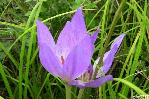 秋水仙的花語是什么呢 秋水仙的種植有什么注意的呢 秋水仙的花語是什么呢 秋水仙的種植有什么注意的呢