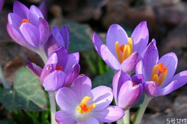 秋水仙的花語是什么呢 秋水仙的種植有什么注意的呢 秋水仙的花語是什么呢 秋水仙的種植有什么注意的呢