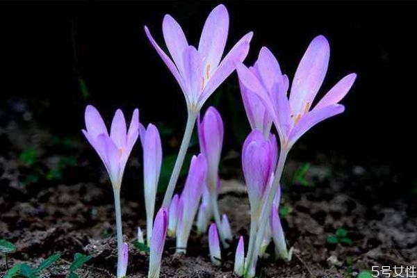 秋水仙的花語是什么呢 秋水仙的種植有什么注意的呢 秋水仙的花語是什么呢 秋水仙的種植有什么注意的呢