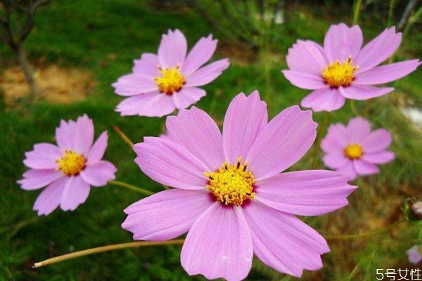 什么是波斯菊呢 波斯菊有什么作用呢 什么是波斯菊呢 波斯菊有什么作用呢