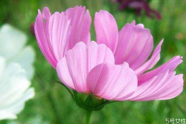 什么是波斯菊呢 波斯菊有什么作用呢 什么是波斯菊呢 波斯菊有什么作用呢