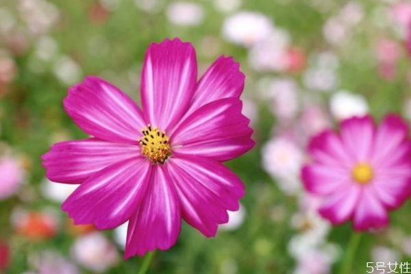 什么是波斯菊呢 波斯菊有什么作用呢 什么是波斯菊呢 波斯菊有什么作用呢