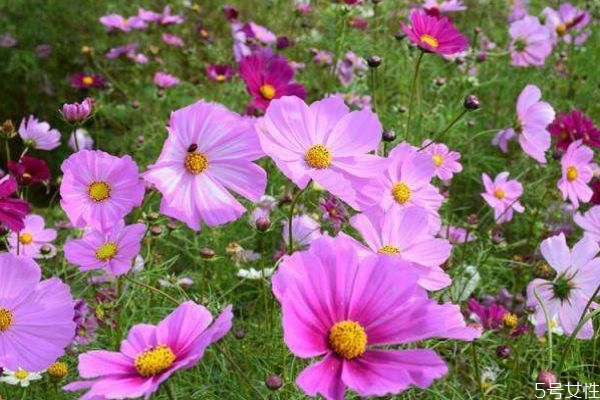 波斯菊的花語是什么呢 波斯菊的花期是什么時(shí)候呢 波斯菊的花語是什么呢 波斯菊的花期是什么時(shí)候呢