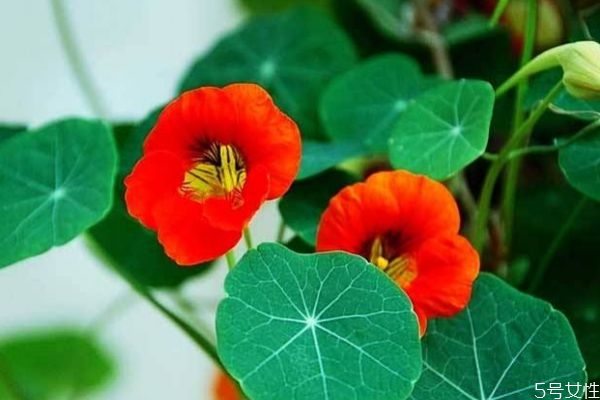 什么是旱金蓮呢 旱金蓮是一種什么植物呢 什么是旱金蓮呢 旱金蓮是一種什么植物呢