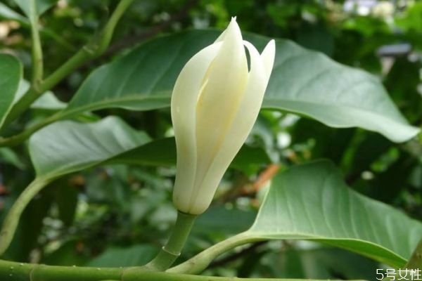 什么是白蘭花呢 白蘭花有什么作用呢 什么是白蘭花呢 白蘭花有什么作用呢