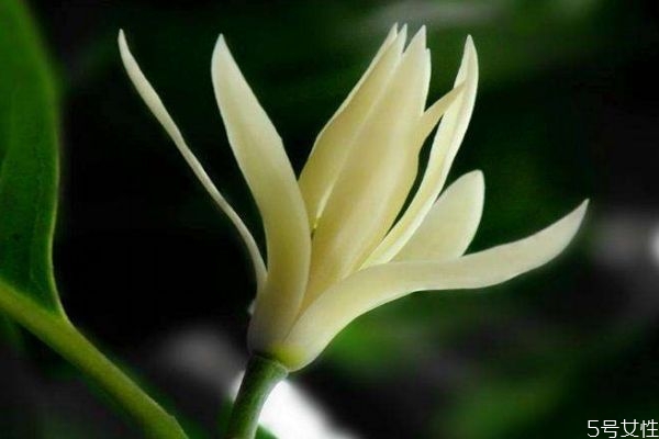 什么是白蘭花呢 白蘭花有什么作用呢 什么是白蘭花呢 白蘭花有什么作用呢