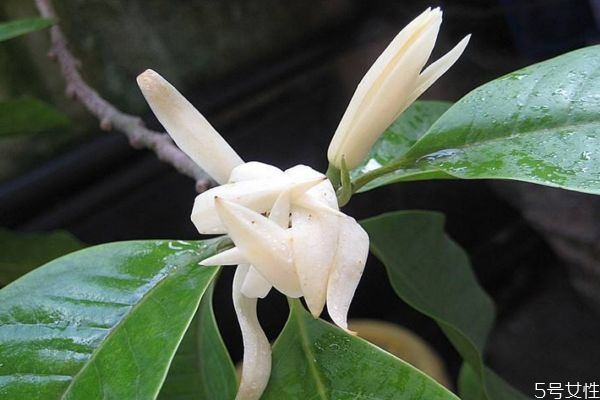 什么是白蘭花呢 白蘭花有什么作用呢 什么是白蘭花呢 白蘭花有什么作用呢